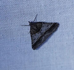 Dichromodes orthotis