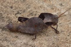 Lobosceliana