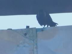 Corvus monedula