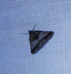 Dichromodes orthotis