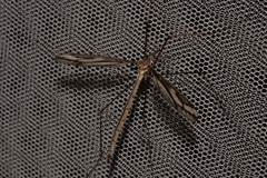 Ptilogyna gracilis gracilis