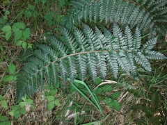 Polystichum neozelandicum zerophyllum × vestitum