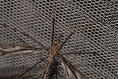 Ptilogyna gracilis gracilis