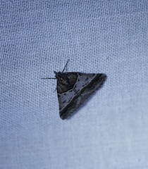 Dichromodes orthotis