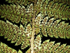 Polystichum neozelandicum zerophyllum × vestitum