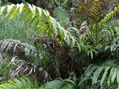 Blechnum triangularifolium