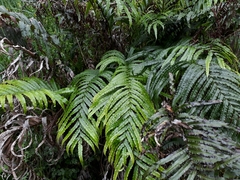 Blechnum triangularifolium