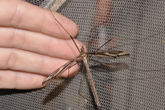 Ptilogyna gracilis gracilis