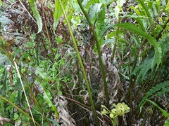 Blechnum triangularifolium