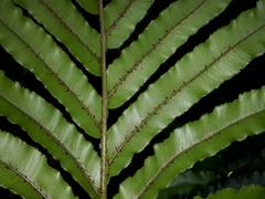 Blechnum triangularifolium