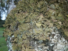 Pseudocyphellaria neglecta