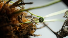 Arachniodes leucostegioides