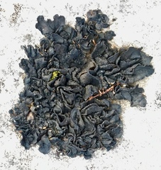 Collema nigrescens