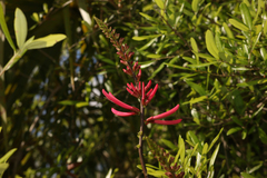 Erythrina herbacea image