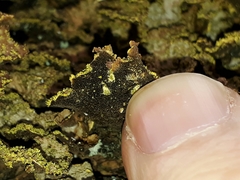 Pseudocyphellaria neglecta
