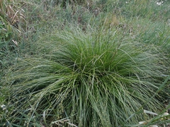 Carex divulsa