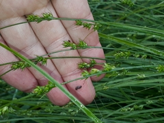 Carex divulsa