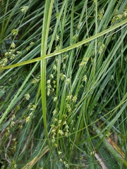 Carex divulsa