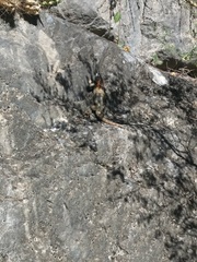 Sceloporus torquatus binocularis