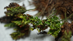 Arachniodes leucostegioides
