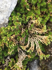 Selaginella hansenii