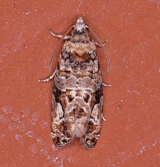 Paralobesia vernoniana