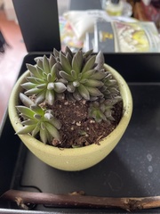 Sinocrassula yunnanensis