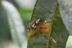 Paraphidippus aurantius