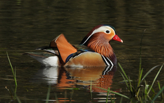 Aix galericulata