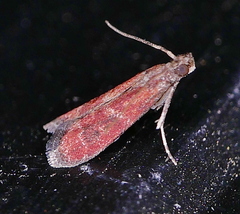 Varneria atrifasciella