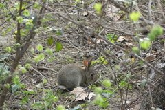 Oryctolagus cuniculus