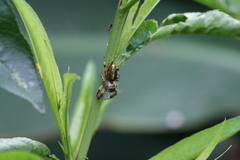 Paraphidippus aurantius