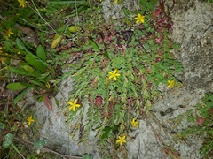 Hypericum humifusum