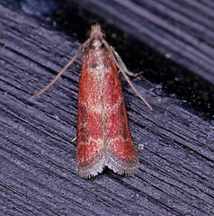 Varneria atrifasciella