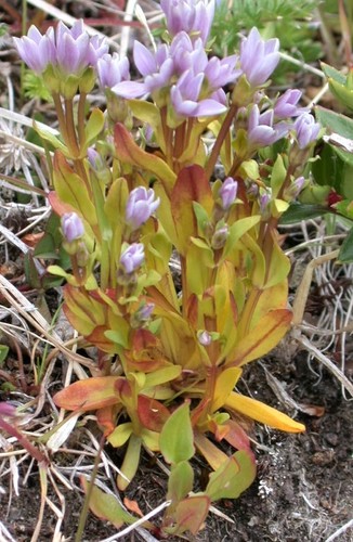 Image of Gentianella magellanica by (c) Peter L Achuff, some rights reserved (CC BY)