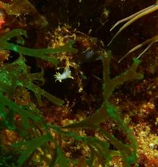 Polycera kernowensis