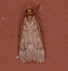 Loxostegopsis polle