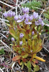 Gentianella magellanica