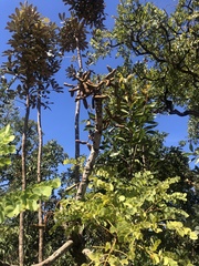 Stryphnodendron adstringens