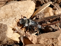 Andrena cineraria