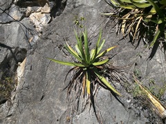 Agave univittata