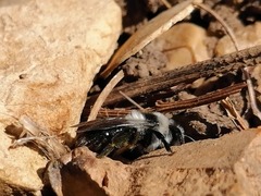 Andrena cineraria