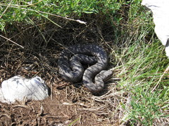 Vipera ammodytes ammodytes