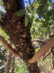 Stryphnodendron adstringens