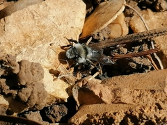 Andrena cineraria