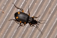 Chlaenius flaviguttatus