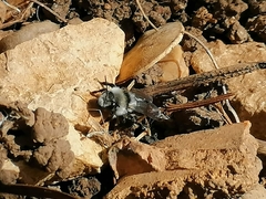 Andrena cineraria