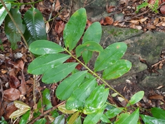 Canellaceae