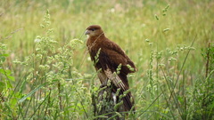 Daptrius chimango temucoensis