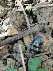 Andrena cineraria